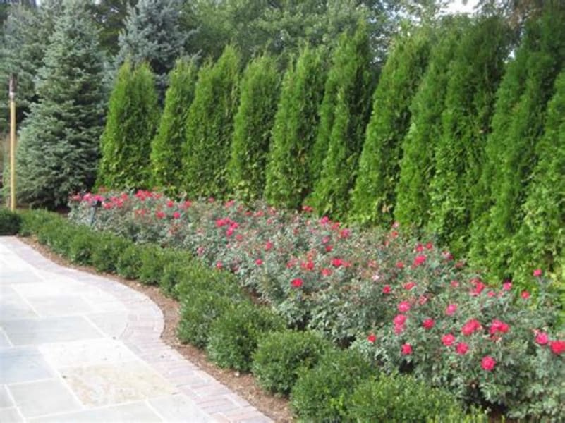 Privacy screen evergreen flower bed