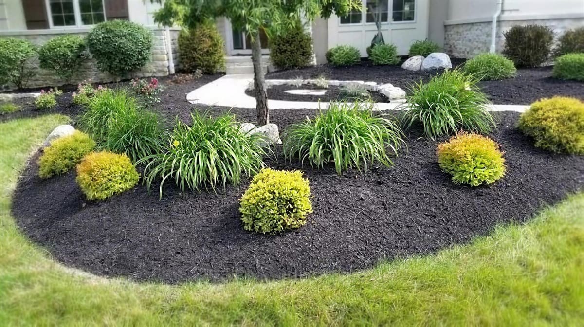 Black mulch foundation planting