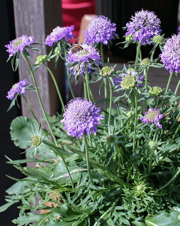 Purple flower closeup
