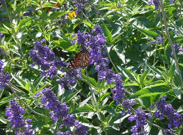Purple salvia flowers