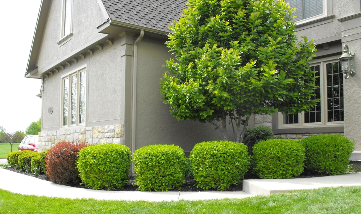 Residential foundation shrubs