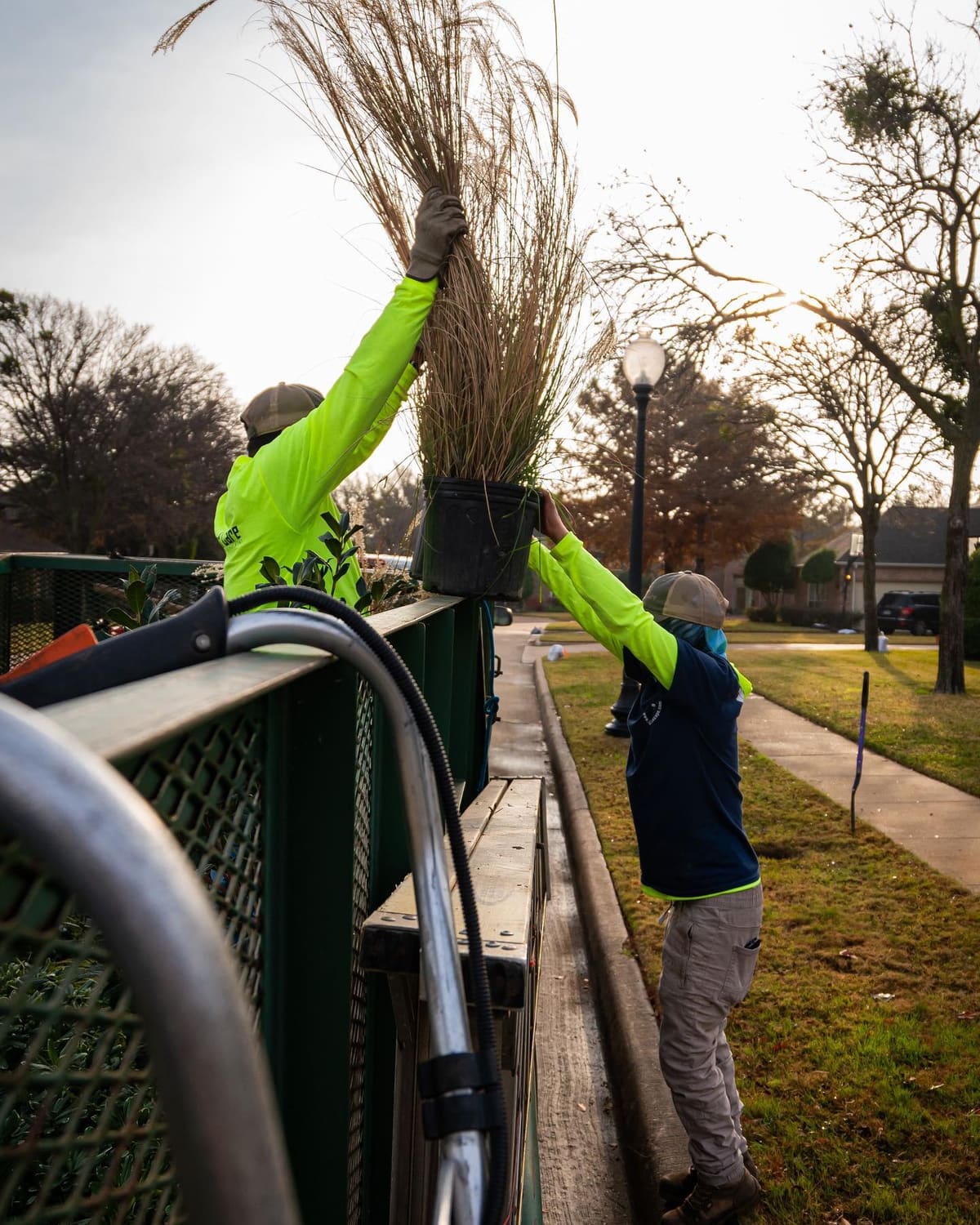 Crew trimming ornamental grass