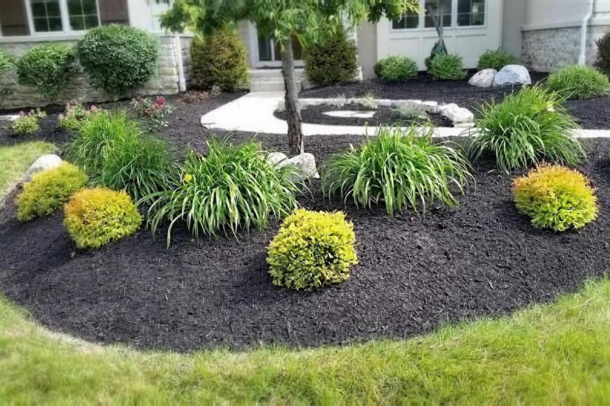 Newly planted tree and colorful shrubs along a home