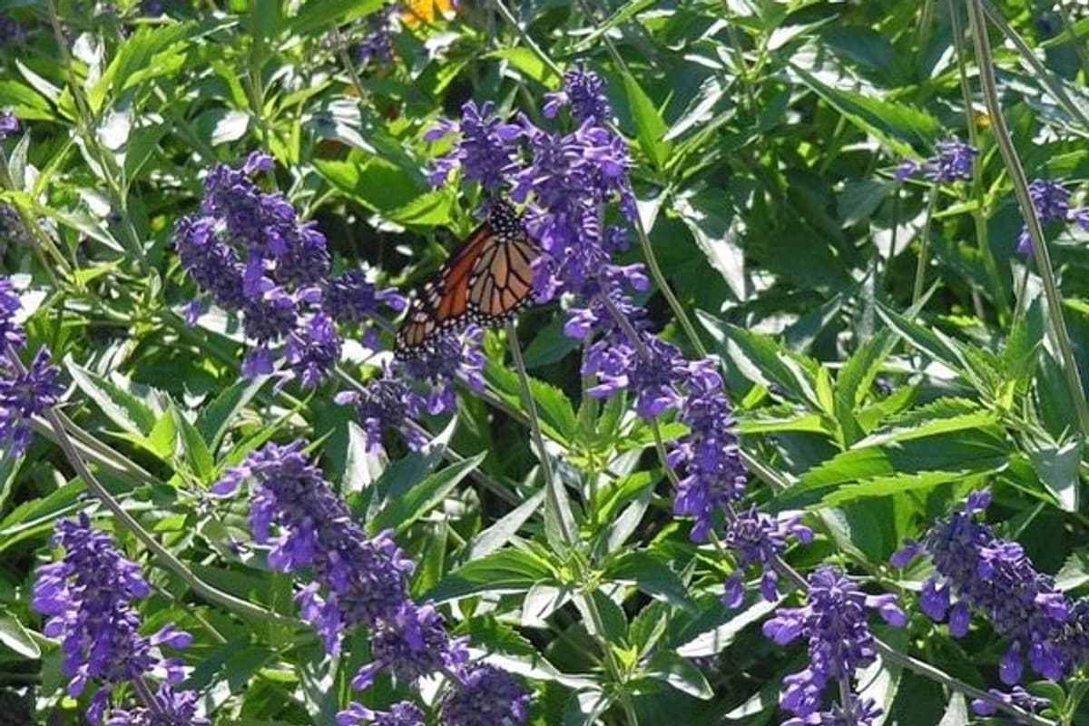 Healthy, well-irrigated flowering landscape beds