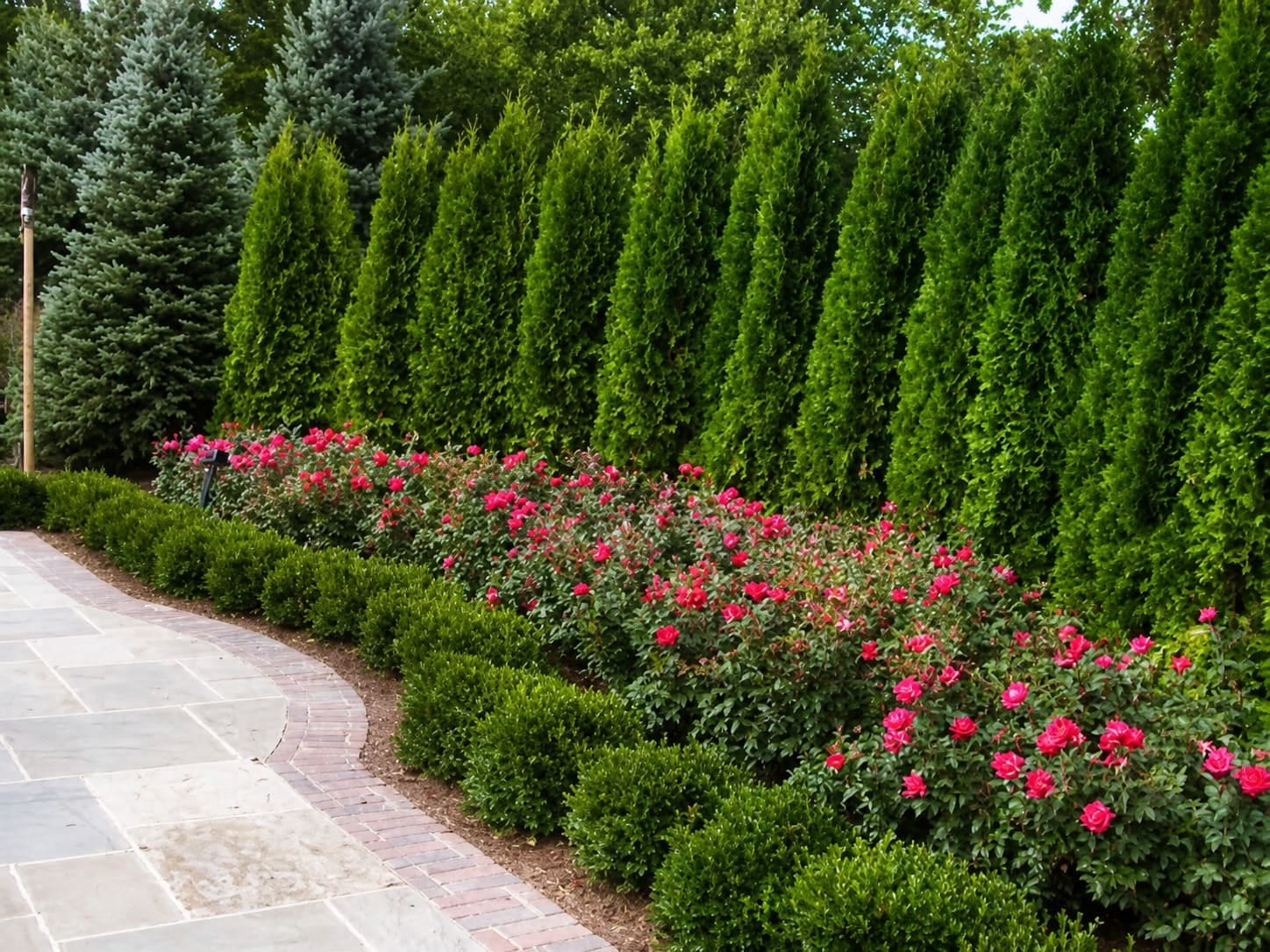 Layered evergreen privacy hedge with a row of red roses along a bluestone patio