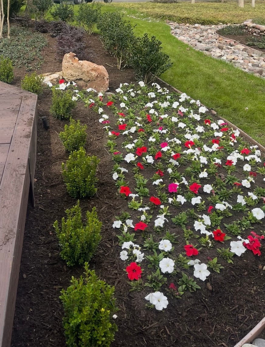Freshly planted flower bed with red and white annuals bordered by boxwood shrubs and a stone accent