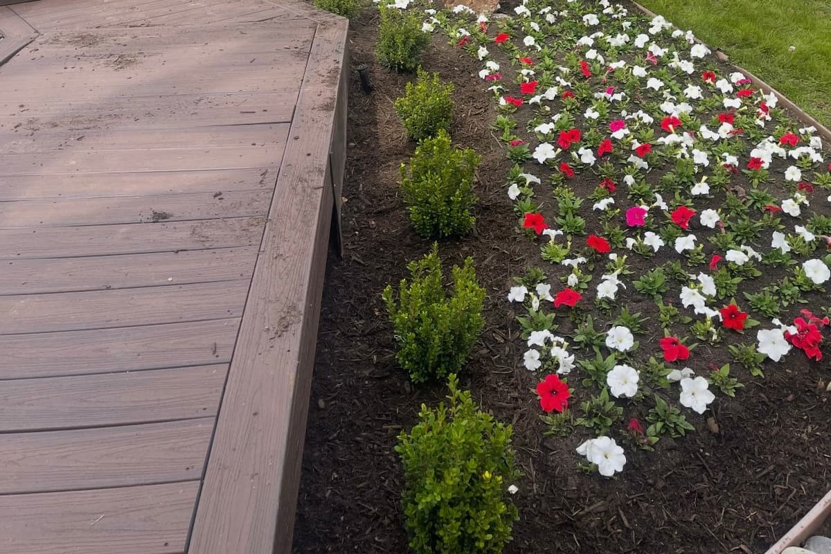 Cleanly mulched landscape bed with healthy shrubs and zero weeds along a commercial walkway