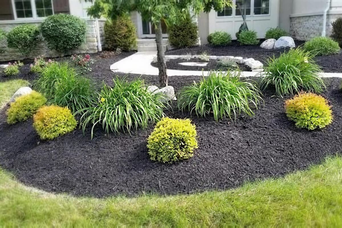 Fresh dark shredded hardwood mulch being installed around shrubs in a commercial bed