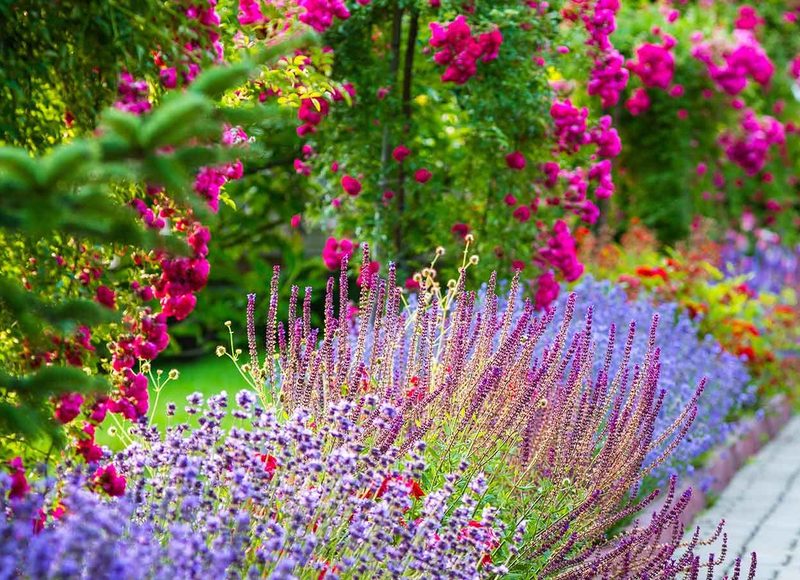 Healthy, well-irrigated flowering landscape beds